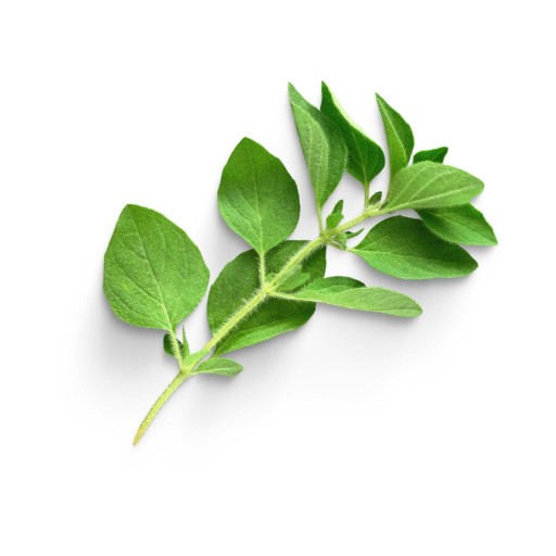 Oregano