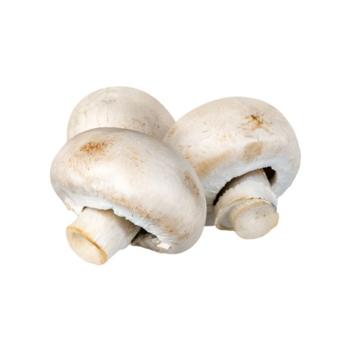 Witte Champignon